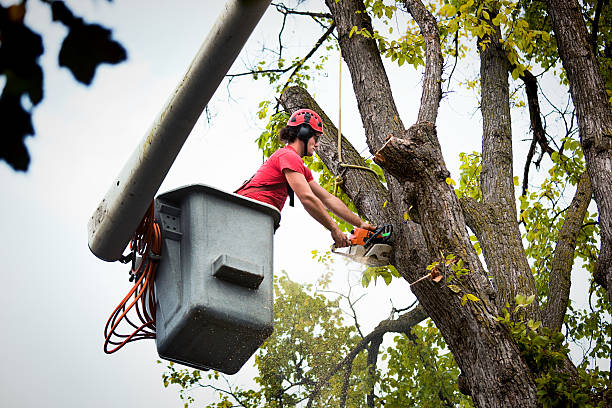 Best Seasonal Cleanup  in El Dorado Hills, CA